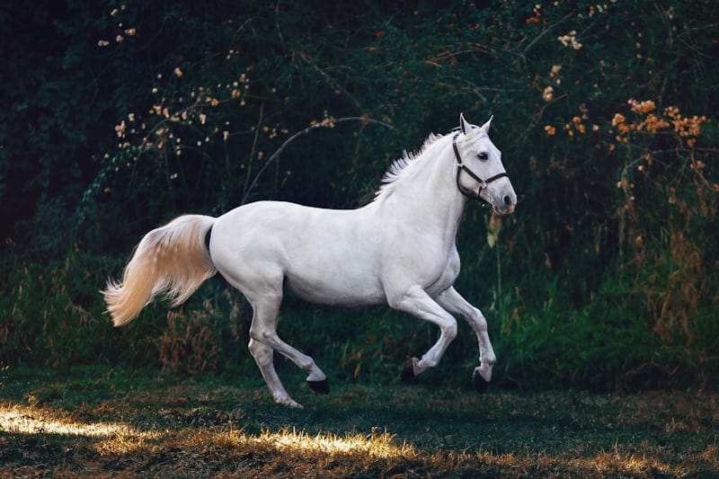 Horse riding